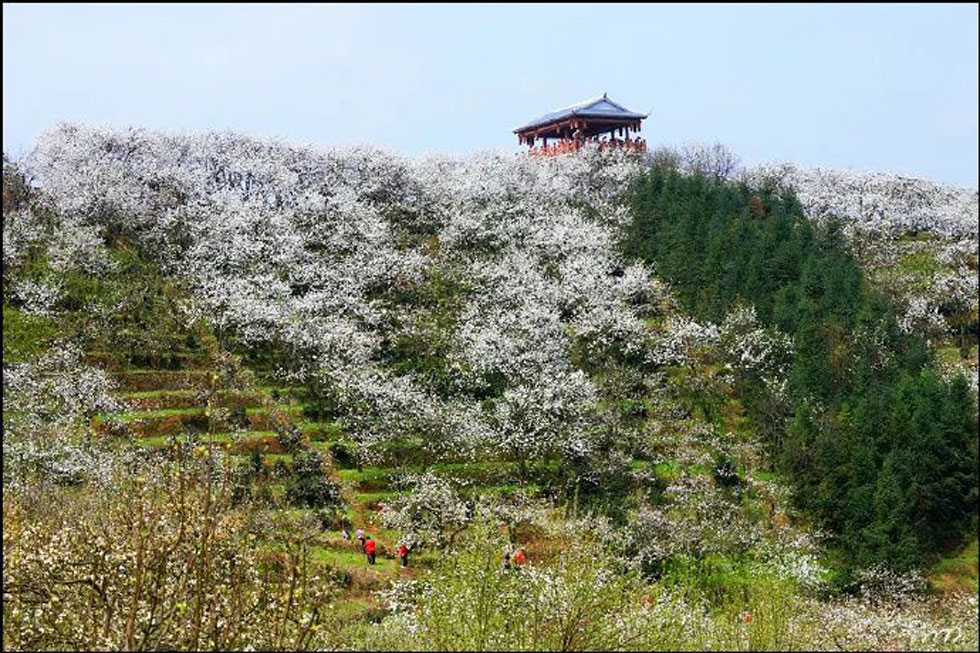 【春天，广西桂林灌阳县向您发出邀请！】我们在灌阳看梨花 - 游山玩水 - 东莞生活社区 - 东莞28生活网 dg.28life.net