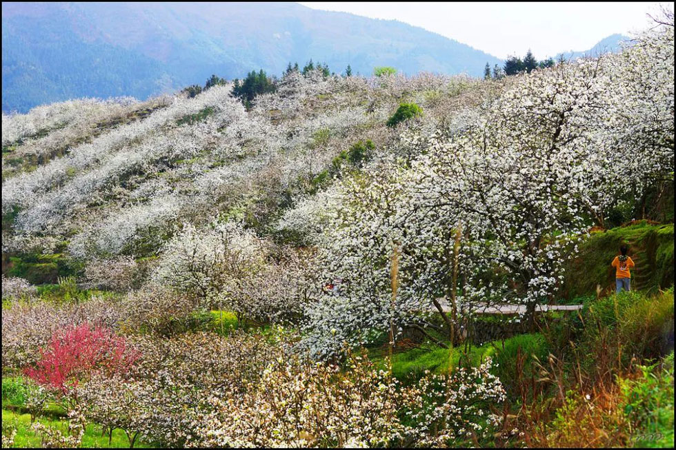 【春天，广西桂林灌阳县向您发出邀请！】我们在灌阳看梨花 - 游山玩水 - 东莞生活社区 - 东莞28生活网 dg.28life.net
