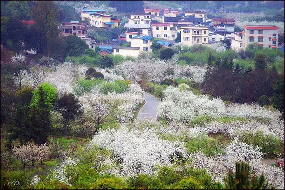 【春天，广西桂林灌阳县向您发出邀请！】我们在灌阳看梨花 - 游山玩水 - 东莞生活社区 - 东莞28生活网 dg.28life.net