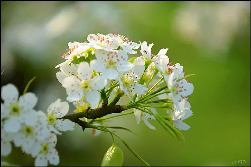 【春天，广西桂林灌阳县向您发出邀请！】我们在灌阳看梨花 - 游山玩水 - 东莞生活社区 - 东莞28生活网 dg.28life.net