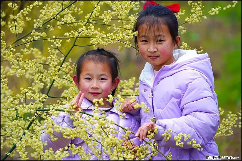 【春天，广西桂林灌阳县向您发出邀请！】米珠山前有片山苍子花在飘香 - 游山玩水 - 东莞生活社区 - 东莞28生活网 dg.28life.net