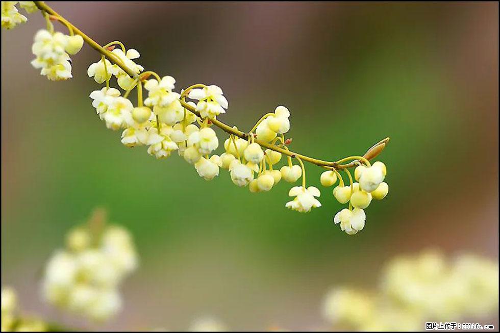 【春天，广西桂林灌阳县向您发出邀请！】米珠山前有片山苍子花在飘香 - 游山玩水 - 东莞生活社区 - 东莞28生活网 dg.28life.net