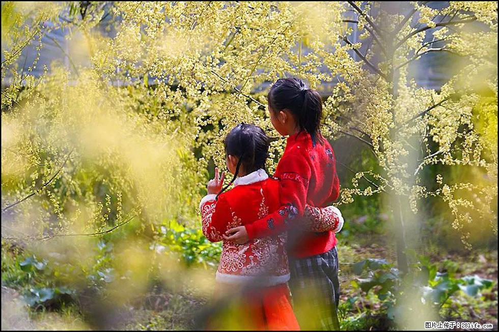 【春天，广西桂林灌阳县向您发出邀请！】米珠山前有片山苍子花在飘香 - 游山玩水 - 东莞生活社区 - 东莞28生活网 dg.28life.net