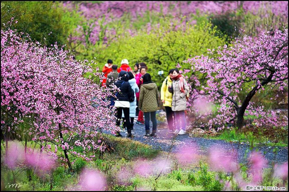 【春天，广西桂林灌阳县向您发出邀请！】官庄村有个醉美的桃花园 - 游山玩水 - 东莞生活社区 - 东莞28生活网 dg.28life.net