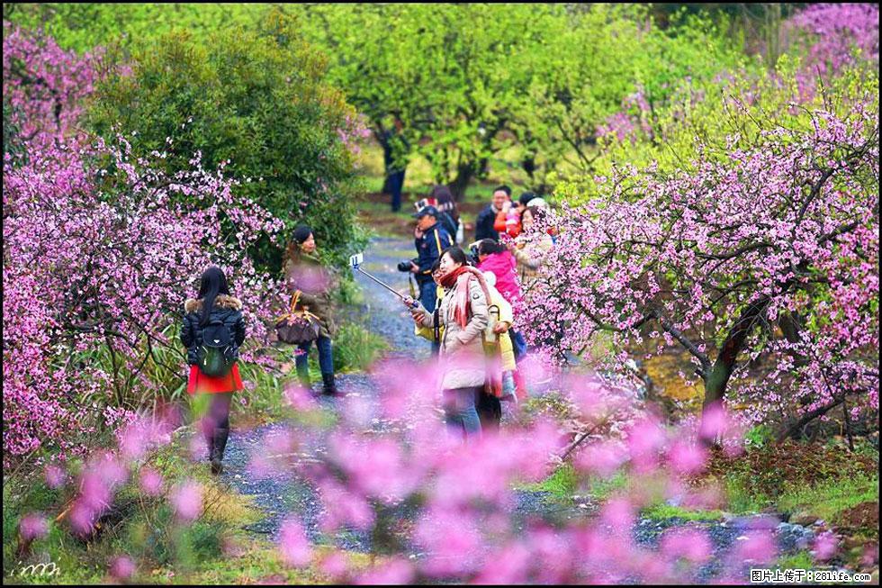 【春天，广西桂林灌阳县向您发出邀请！】官庄村有个醉美的桃花园 - 游山玩水 - 东莞生活社区 - 东莞28生活网 dg.28life.net