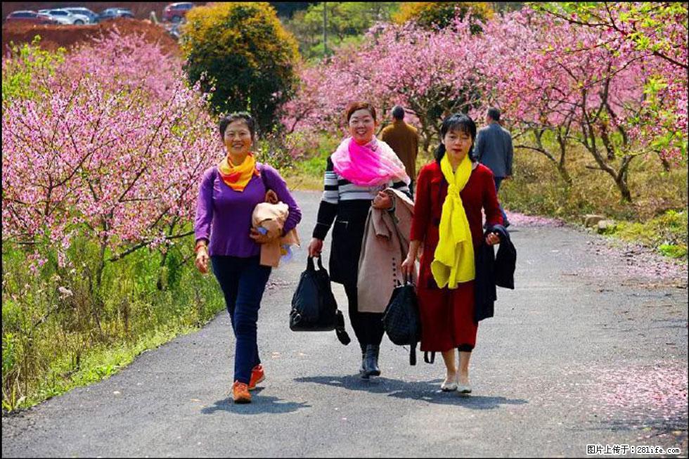 【春天，广西桂林灌阳县向您发出邀请！】官庄村有个醉美的桃花园 - 游山玩水 - 东莞生活社区 - 东莞28生活网 dg.28life.net