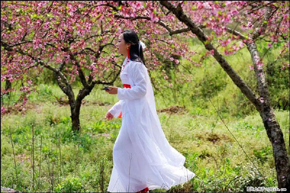 【春天，广西桂林灌阳县向您发出邀请！】官庄村有个醉美的桃花园 - 游山玩水 - 东莞生活社区 - 东莞28生活网 dg.28life.net