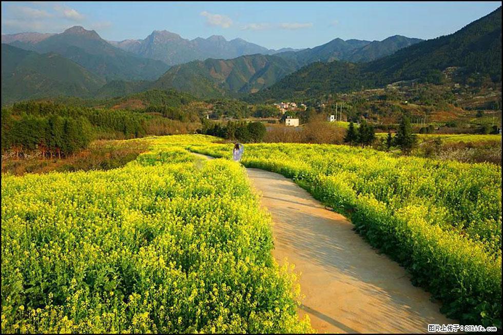 【春天，广西桂林灌阳县向您发出邀请！】长坪村油菜盛情花开 - 游山玩水 - 东莞生活社区 - 东莞28生活网 dg.28life.net