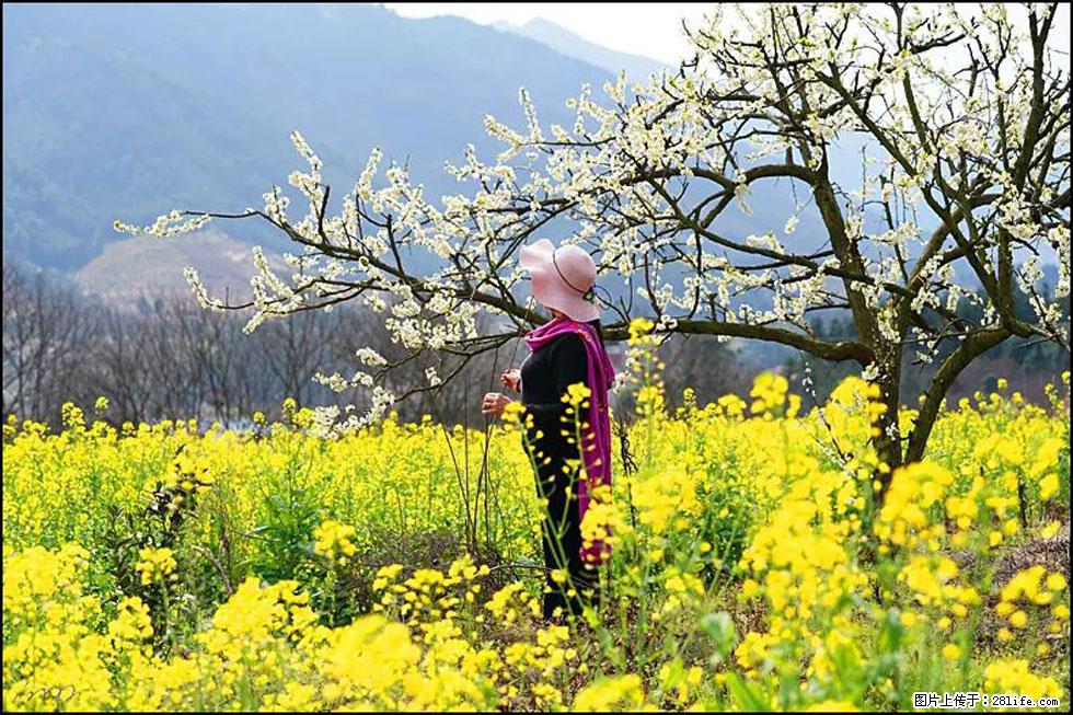 【春天，广西桂林灌阳县向您发出邀请！】长坪村油菜盛情花开 - 游山玩水 - 东莞生活社区 - 东莞28生活网 dg.28life.net