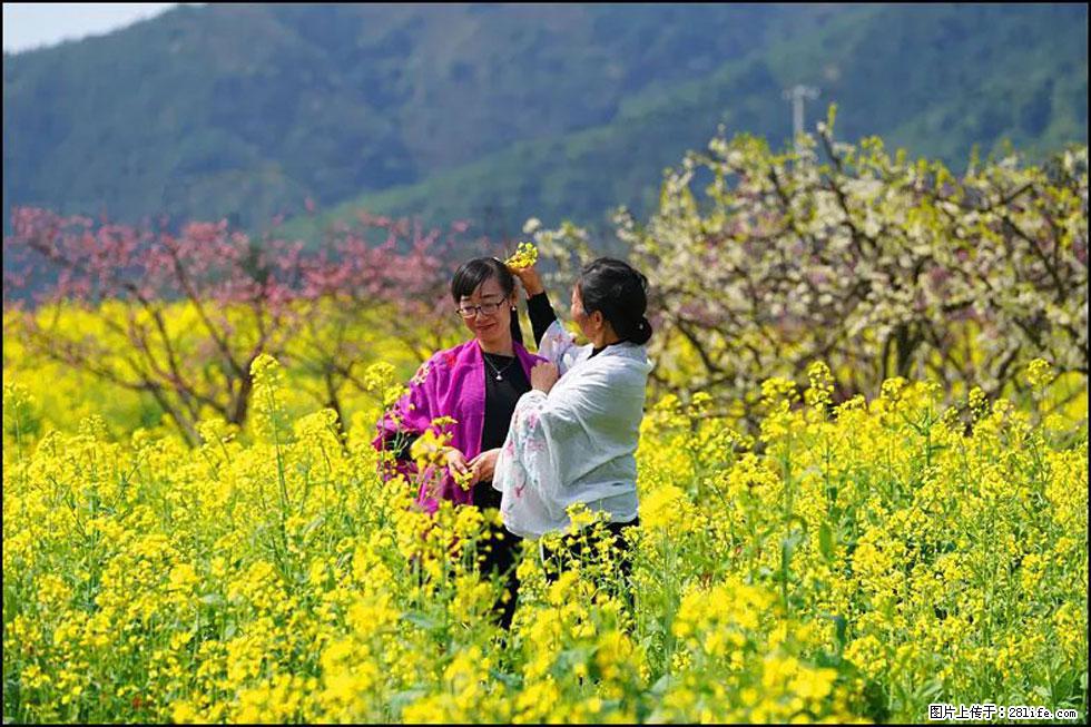 【春天，广西桂林灌阳县向您发出邀请！】长坪村油菜盛情花开 - 游山玩水 - 东莞生活社区 - 东莞28生活网 dg.28life.net