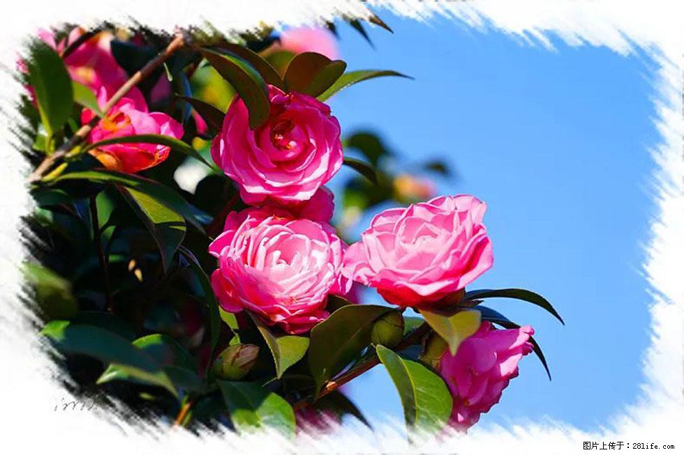 【春天，广西桂林灌阳县向您发出邀请！】杨柳井茶花惹人爱 - 游山玩水 - 东莞生活社区 - 东莞28生活网 dg.28life.net