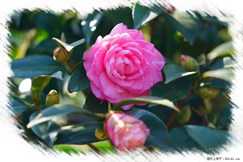 【春天，广西桂林灌阳县向您发出邀请！】杨柳井茶花惹人爱 - 游山玩水 - 东莞生活社区 - 东莞28生活网 dg.28life.net