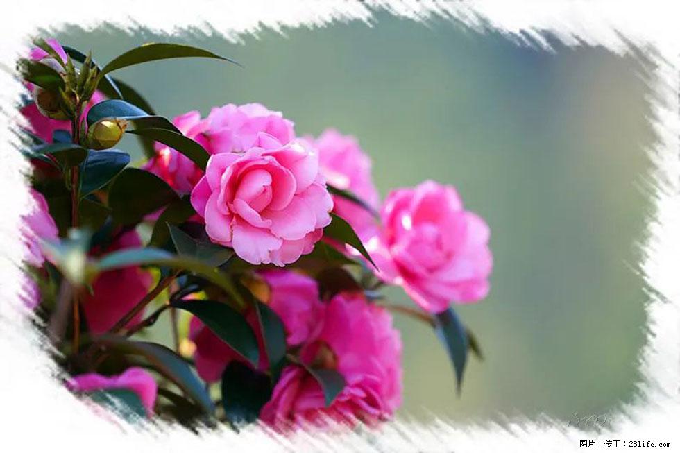 【春天，广西桂林灌阳县向您发出邀请！】杨柳井茶花惹人爱 - 游山玩水 - 东莞生活社区 - 东莞28生活网 dg.28life.net