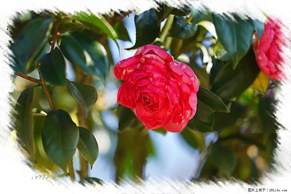 【春天，广西桂林灌阳县向您发出邀请！】杨柳井茶花惹人爱 - 游山玩水 - 东莞生活社区 - 东莞28生活网 dg.28life.net