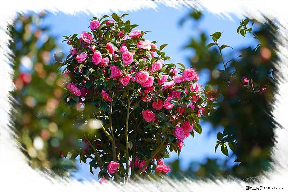 【春天，广西桂林灌阳县向您发出邀请！】杨柳井茶花惹人爱 - 游山玩水 - 东莞生活社区 - 东莞28生活网 dg.28life.net