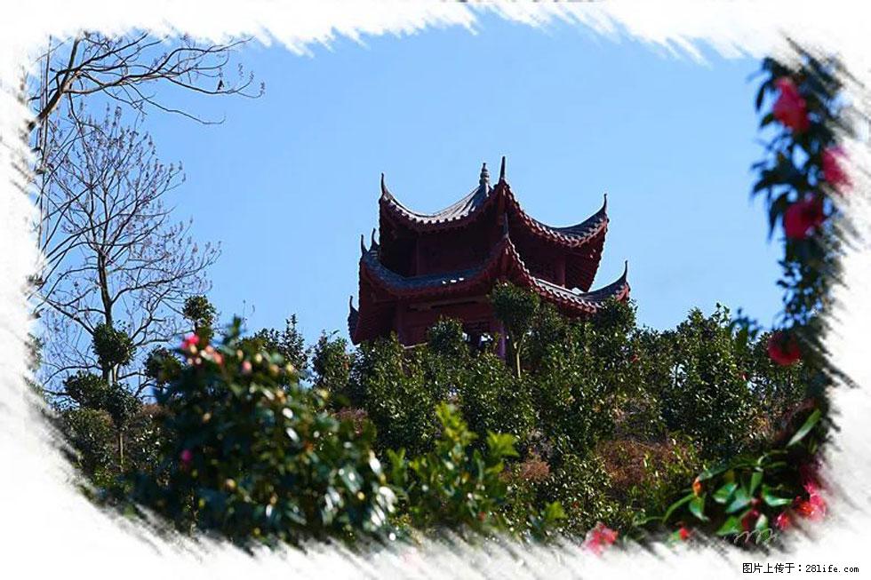 【春天，广西桂林灌阳县向您发出邀请！】杨柳井茶花惹人爱 - 游山玩水 - 东莞生活社区 - 东莞28生活网 dg.28life.net