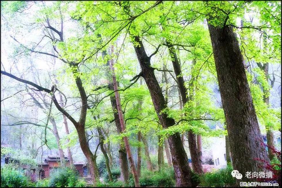 【春天，广西桂林灌阳县向您发出邀请！】在小龙村与春天约会 - 游山玩水 - 东莞生活社区 - 东莞28生活网 dg.28life.net
