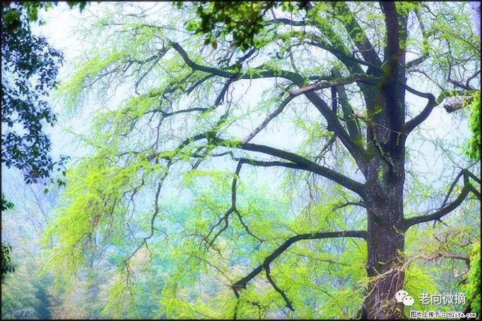 【春天，广西桂林灌阳县向您发出邀请！】在小龙村与春天约会 - 游山玩水 - 东莞生活社区 - 东莞28生活网 dg.28life.net