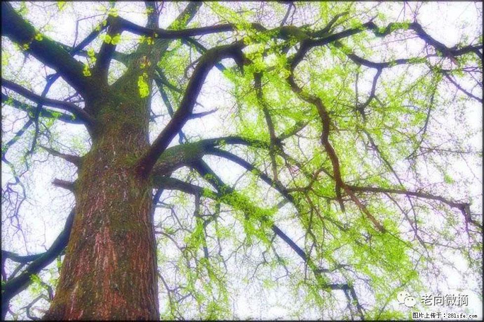 【春天，广西桂林灌阳县向您发出邀请！】在小龙村与春天约会 - 游山玩水 - 东莞生活社区 - 东莞28生活网 dg.28life.net