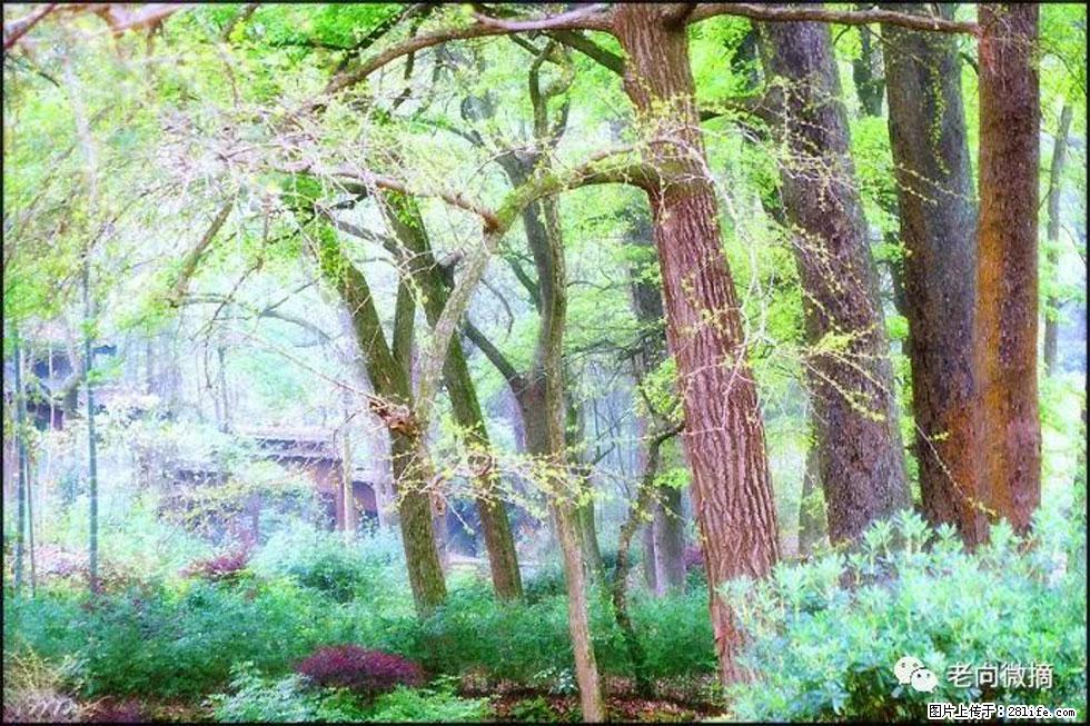 【春天，广西桂林灌阳县向您发出邀请！】在小龙村与春天约会 - 游山玩水 - 东莞生活社区 - 东莞28生活网 dg.28life.net