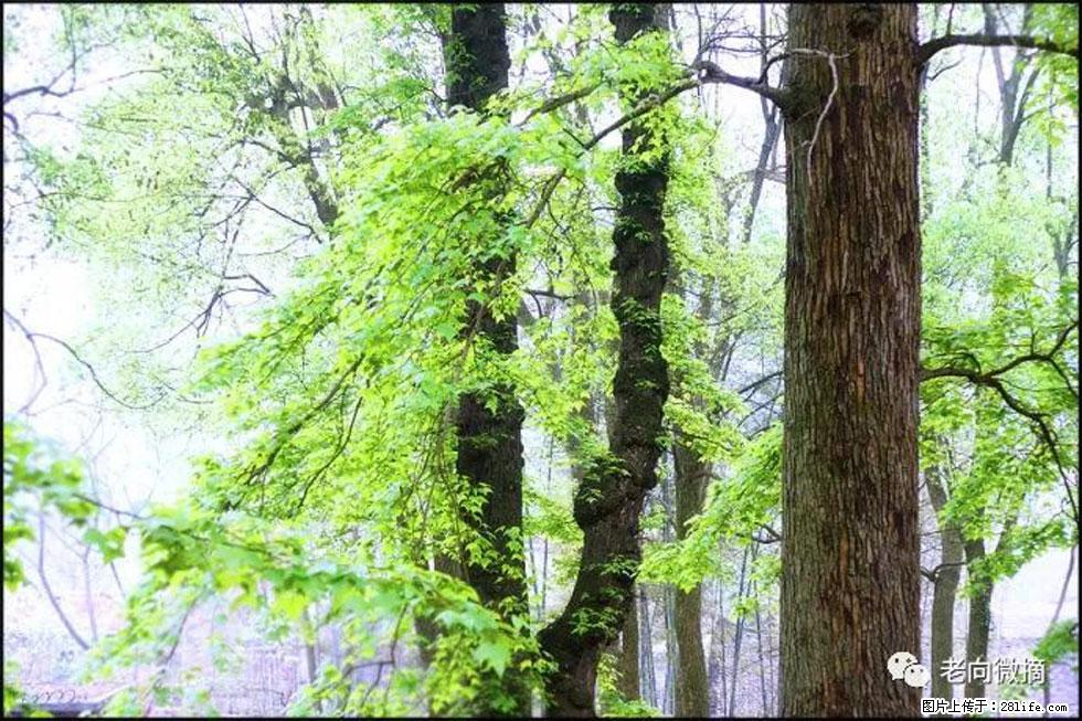 【春天，广西桂林灌阳县向您发出邀请！】在小龙村与春天约会 - 游山玩水 - 东莞生活社区 - 东莞28生活网 dg.28life.net