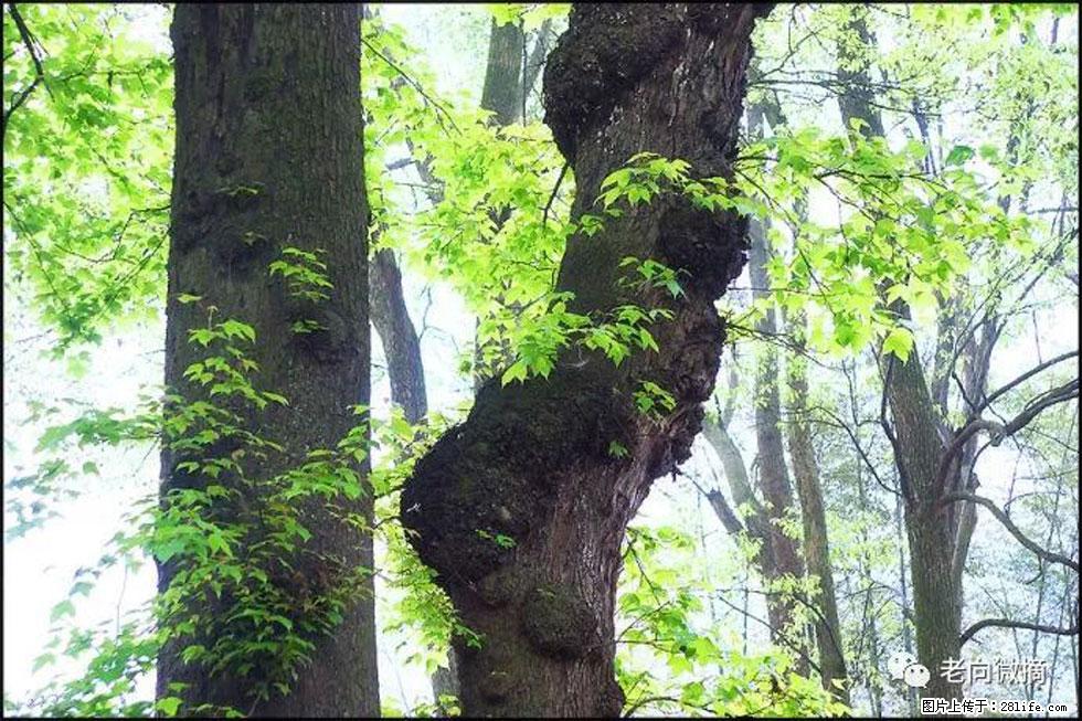 【春天，广西桂林灌阳县向您发出邀请！】在小龙村与春天约会 - 游山玩水 - 东莞生活社区 - 东莞28生活网 dg.28life.net