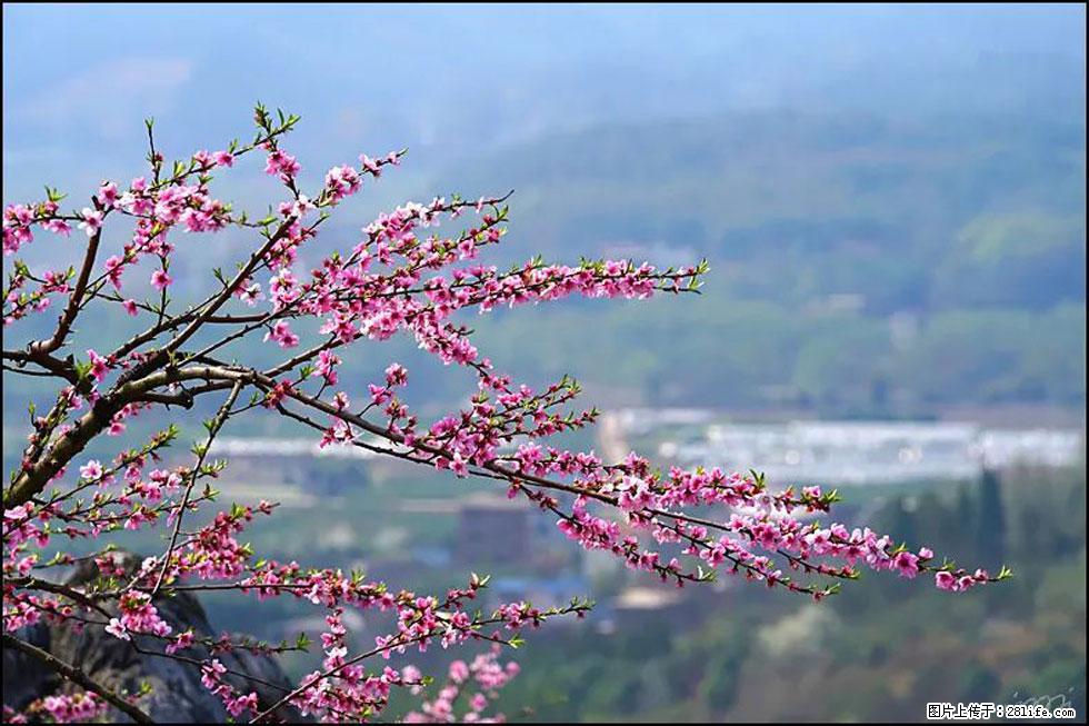 【春天，广西桂林灌阳县向您发出邀请！】望月岭上桃花开 - 游山玩水 - 东莞生活社区 - 东莞28生活网 dg.28life.net