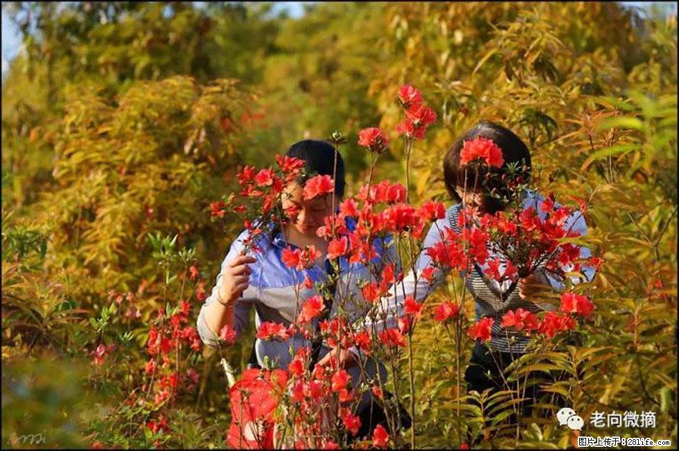 【春天，广西桂林灌阳县向您发出邀请！】登麒麟山，相约映山红 - 游山玩水 - 东莞生活社区 - 东莞28生活网 dg.28life.net
