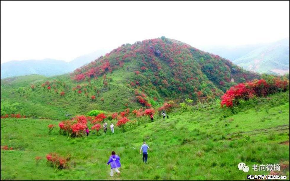 【春天，广西桂林灌阳县向您发出邀请！】宝盖山上映山红 - 游山玩水 - 东莞生活社区 - 东莞28生活网 dg.28life.net