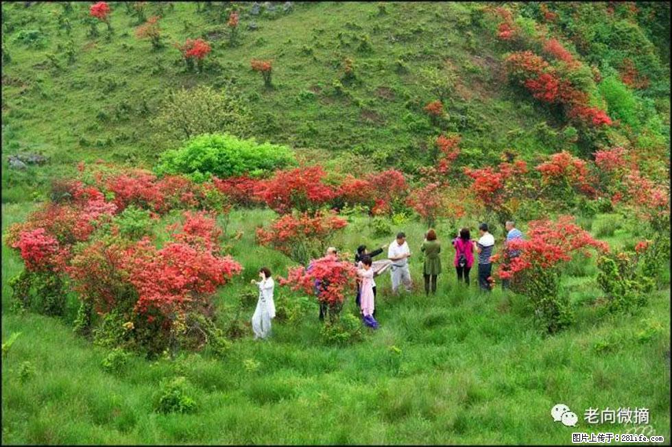 【春天，广西桂林灌阳县向您发出邀请！】宝盖山上映山红 - 游山玩水 - 东莞生活社区 - 东莞28生活网 dg.28life.net