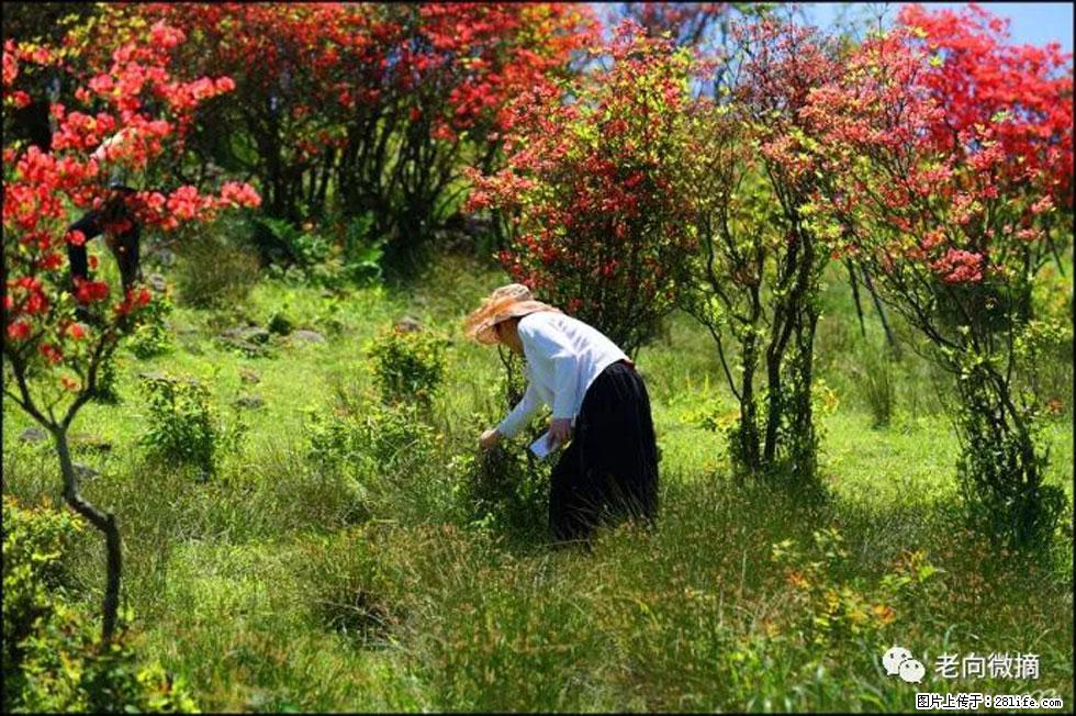 【春天，广西桂林灌阳县向您发出邀请！】宝盖山上映山红 - 游山玩水 - 东莞生活社区 - 东莞28生活网 dg.28life.net