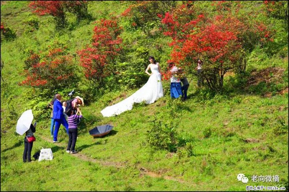 【春天，广西桂林灌阳县向您发出邀请！】宝盖山上映山红 - 游山玩水 - 东莞生活社区 - 东莞28生活网 dg.28life.net