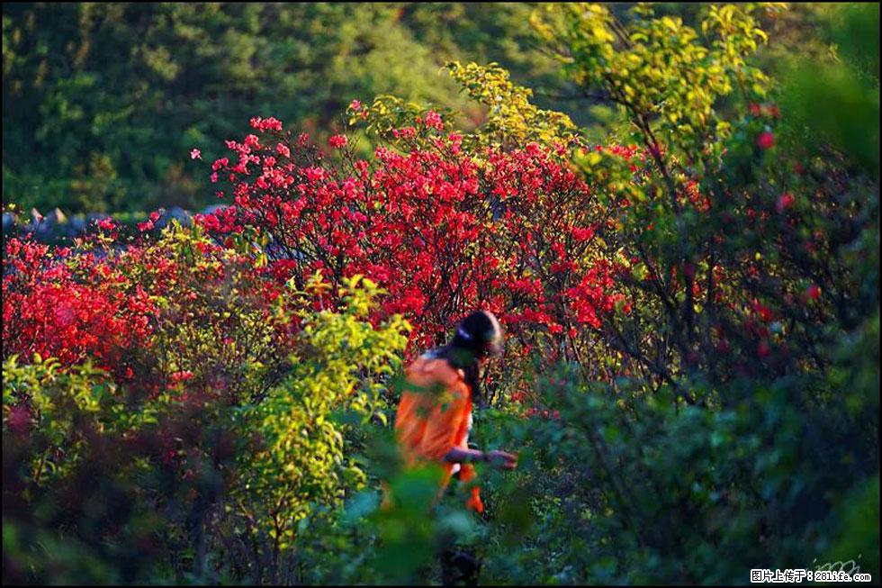【春天，广西桂林灌阳县向您发出邀请！】春木界上映山红 - 游山玩水 - 东莞生活社区 - 东莞28生活网 dg.28life.net