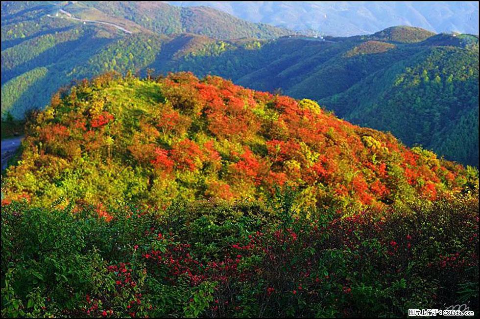 【春天，广西桂林灌阳县向您发出邀请！】春木界上映山红 - 游山玩水 - 东莞生活社区 - 东莞28生活网 dg.28life.net