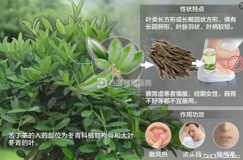 苦丁茶有哪些功效和作用 - 生活百科 - 东莞生活社区 - 东莞28生活网 dg.28life.net