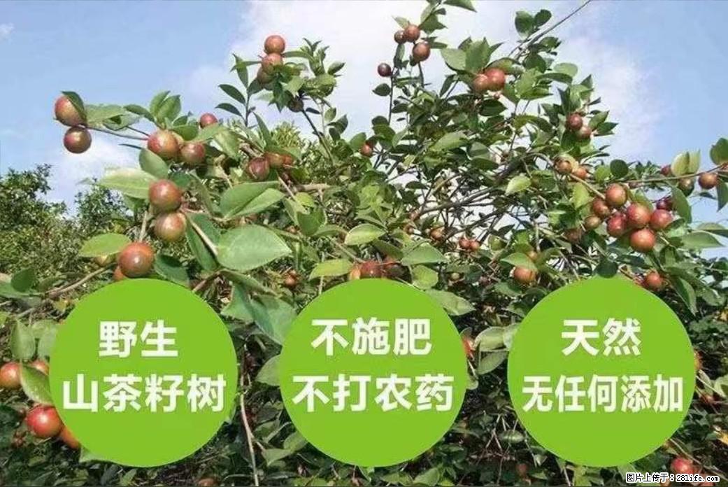 【灌阳县油茶产业示范区】一个有着充实的精神生活的人，对待身外之物自会有一种淡泊的态度 - 美食天地 - 东莞生活社区 - 东莞28生活网 dg.28life.net