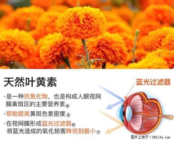 叶黄素有什么功效和作用 - 生活百科 - 东莞生活社区 - 东莞28生活网 dg.28life.net