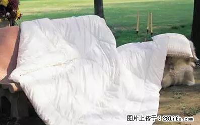 被子有异味？只要这样做，比晒太阳还强100倍！ - 家居生活 - 东莞生活社区 - 东莞28生活网 dg.28life.net