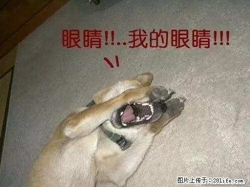 笑癫了！一女的怀孕三年未生，他终于忍不住了... - 娱乐八卦 - 东莞生活社区 - 东莞28生活网 dg.28life.net