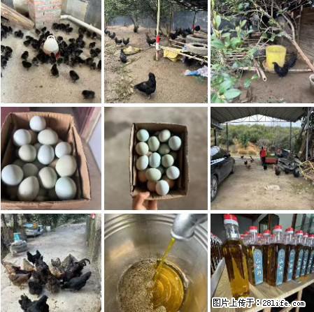 油茶园从小鸡仔开始养起的纯土鸡、土鸡蛋可以预定啦！还有前几天刚榨的纯山茶油哦 - 土特产 - 饮食特产 - 东莞分类信息 - 东莞28生活网 dg.28life.net