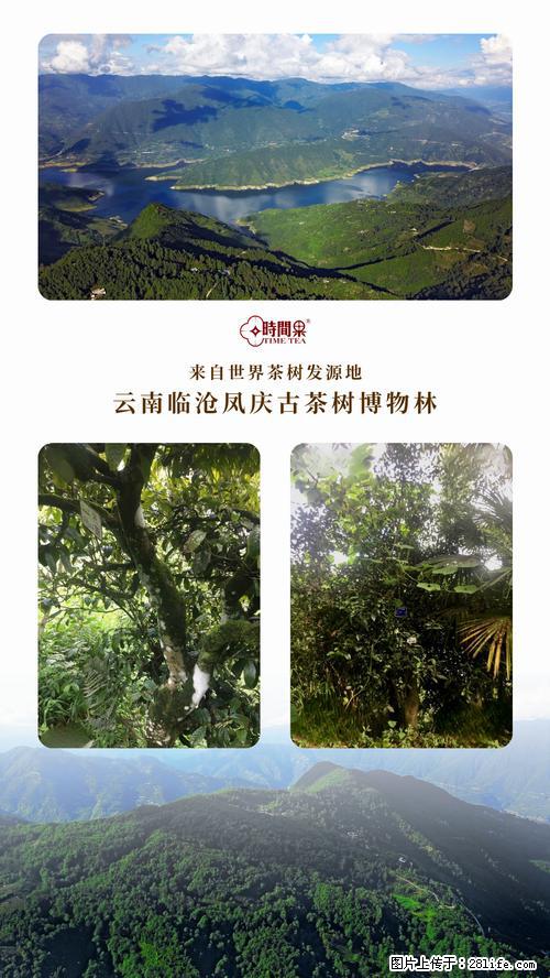 时间果百年古树2025年春红茶 - 购物交流 - 东莞生活社区 - 东莞28生活网 dg.28life.net