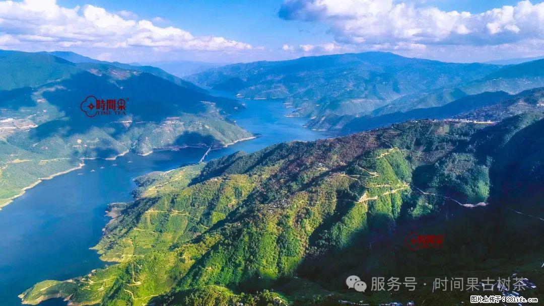 时间果百年古树龙珠普洱生茶 - 购物交流 - 东莞生活社区 - 东莞28生活网 dg.28life.net