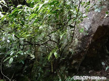 平乐石崖茶，珍贵仅次于金花茶 - 东莞生活资讯 - 东莞28生活网 dg.28life.net
