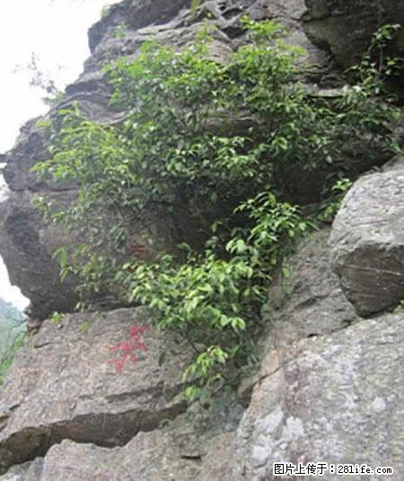 平乐石崖茶，珍贵仅次于金花茶 - 东莞生活资讯 - 东莞28生活网 dg.28life.net