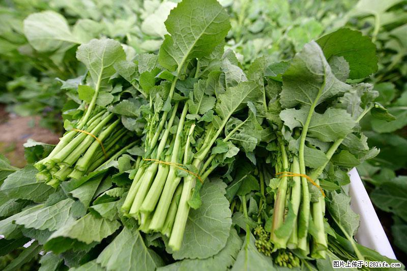 这些蔬菜是“天然钙片”，这6种被医生重点推荐 - 东莞生活资讯 - 东莞28生活网 dg.28life.net